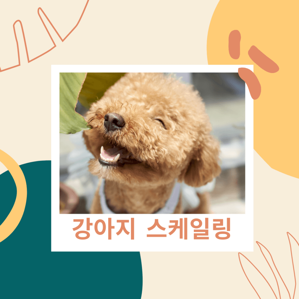11살 강아지 스케일링