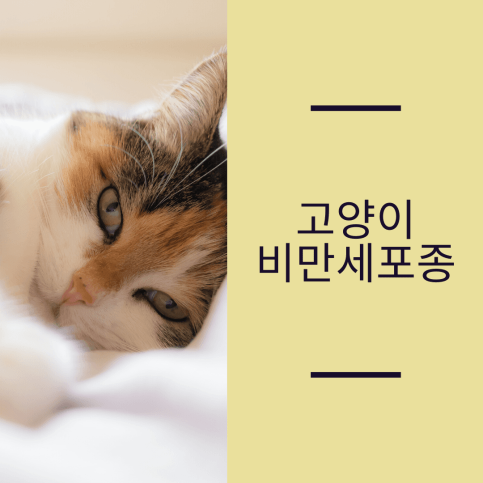 고양이 비만세포종(MCT)