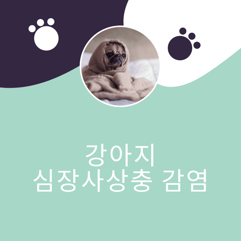 강아지 심장사상충