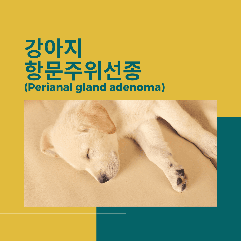 강아지 항문주위선종