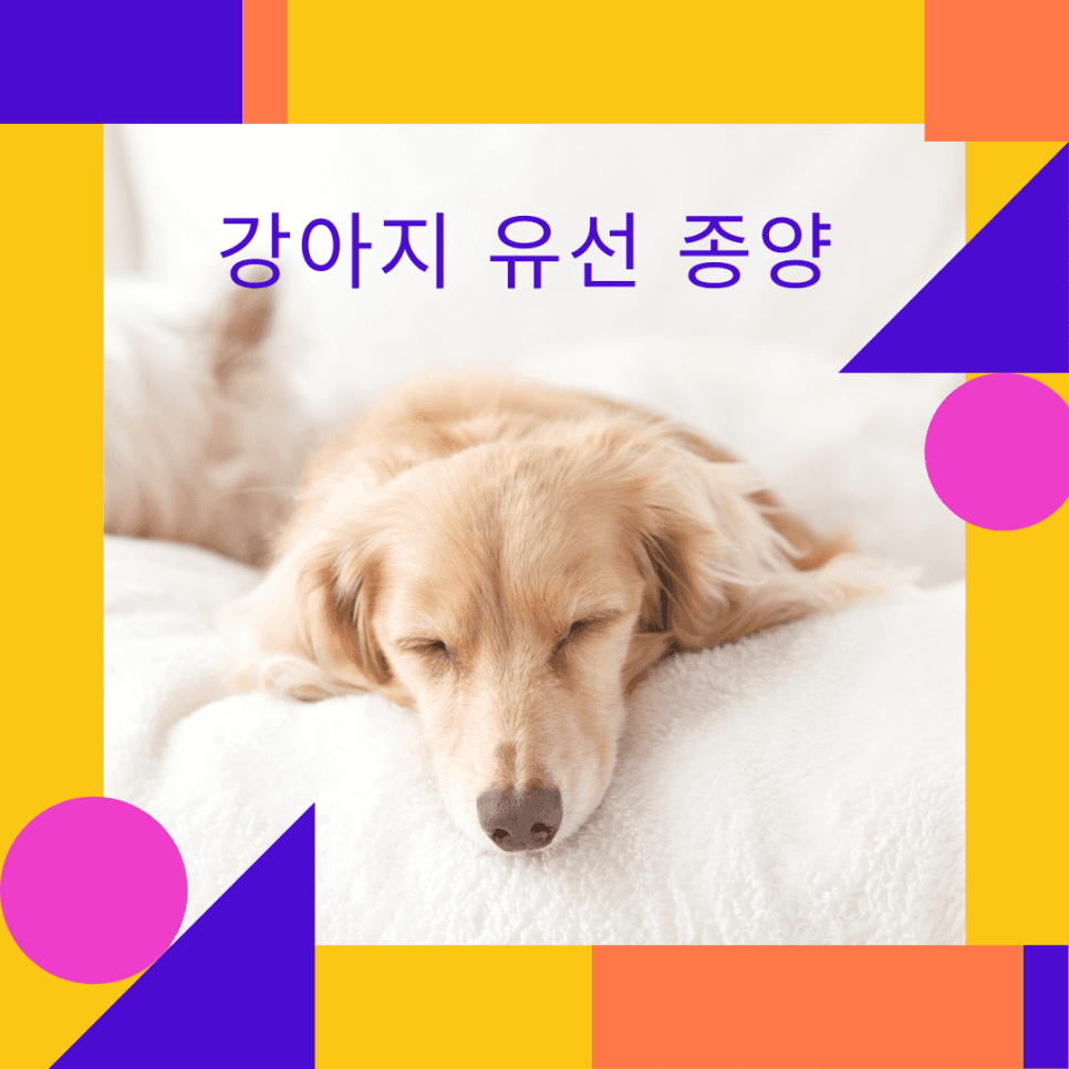 강아지 유선 종양