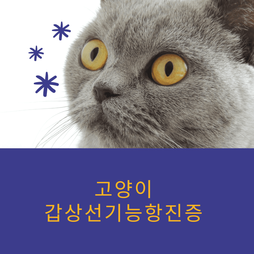 고양이 갑상선기능항진증