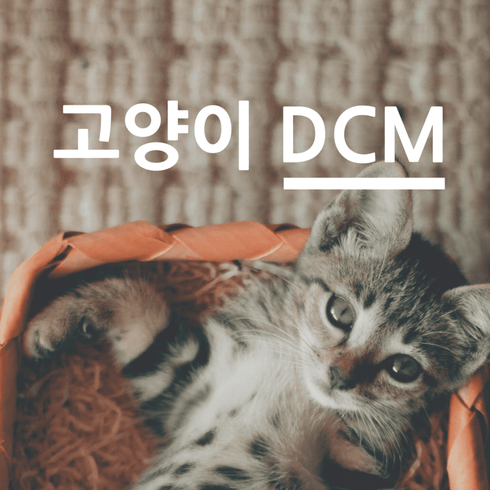 고양이 DCM(확장성 심근병증)