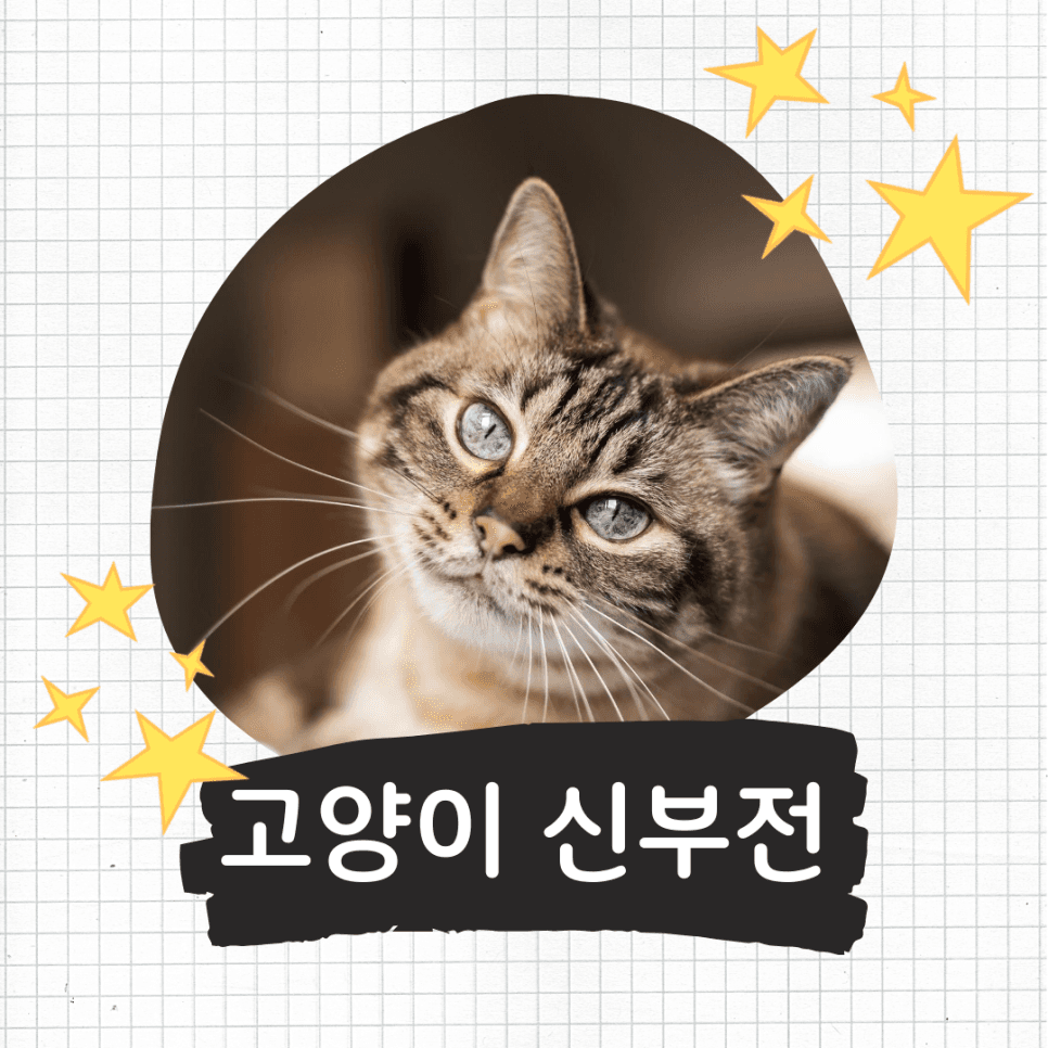 고양이 만성 신부전