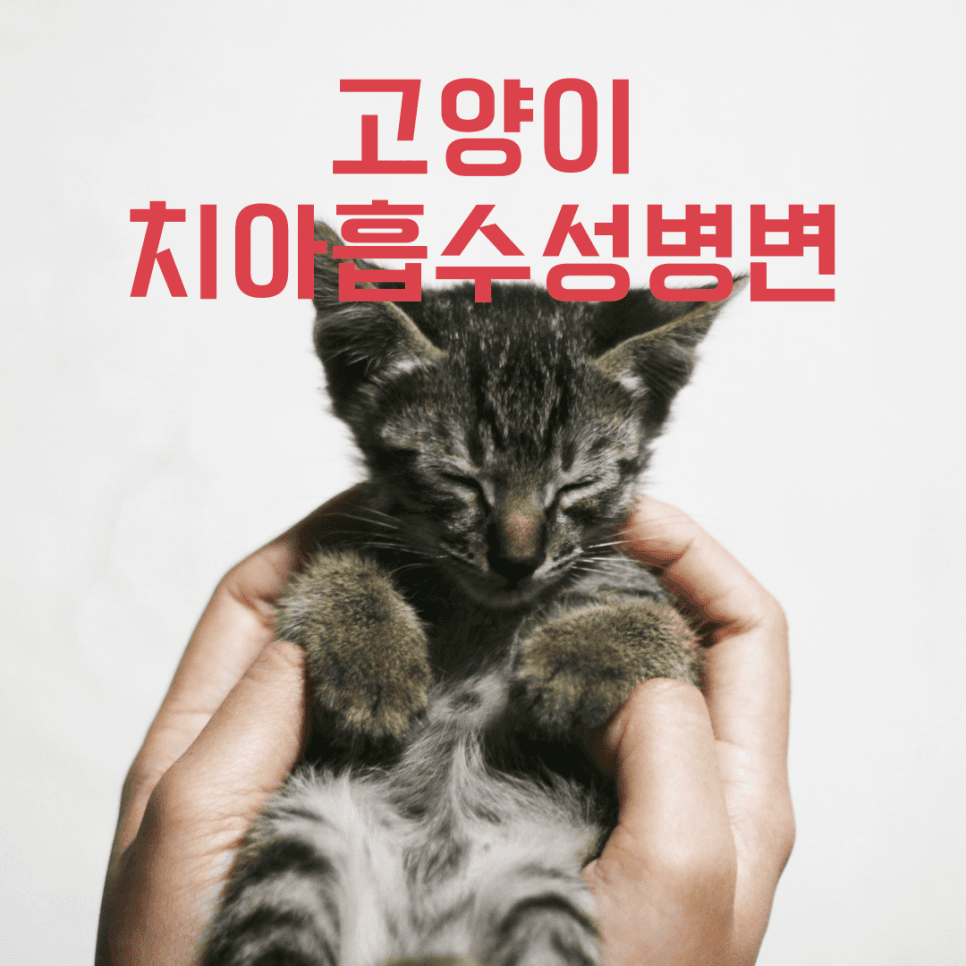 고양이 치아흡수성병변