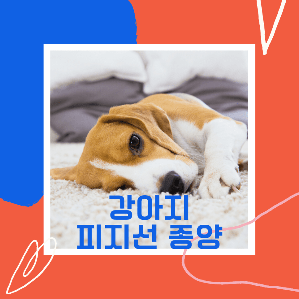 강아지 피지선 종양