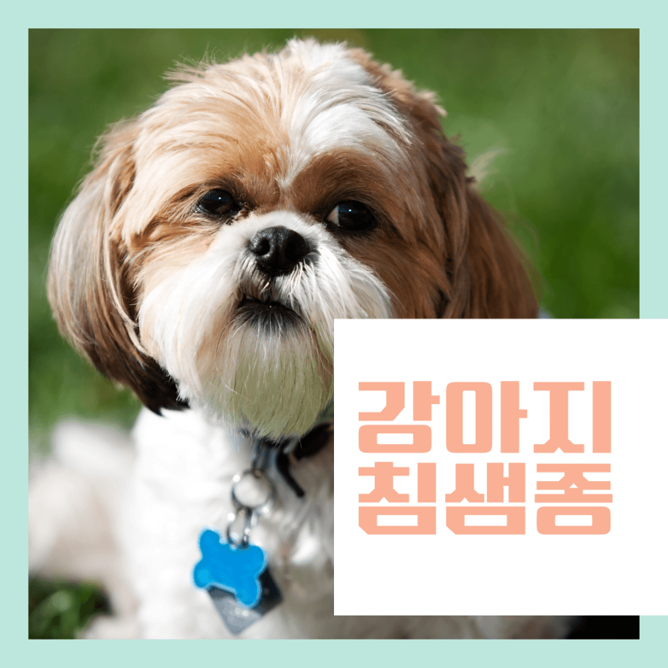 강아지 침샘종