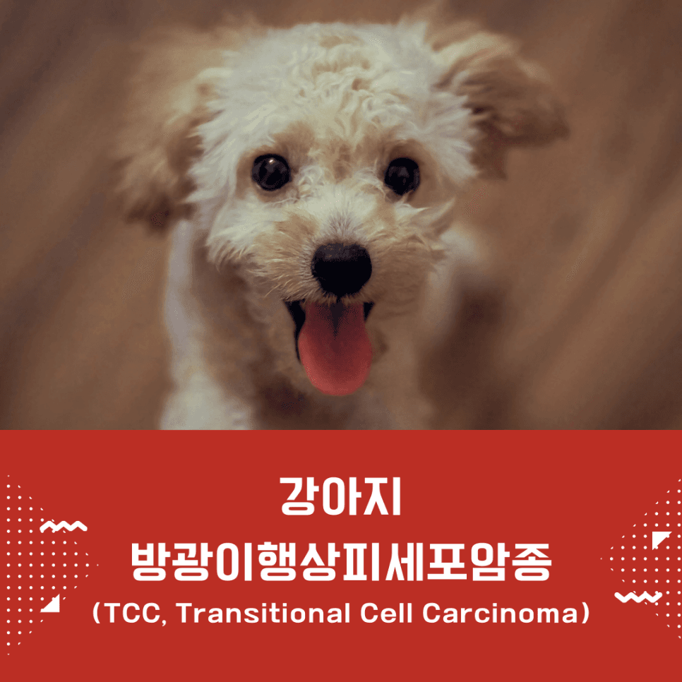 강아지 방광이행상피세포암종(TCC)