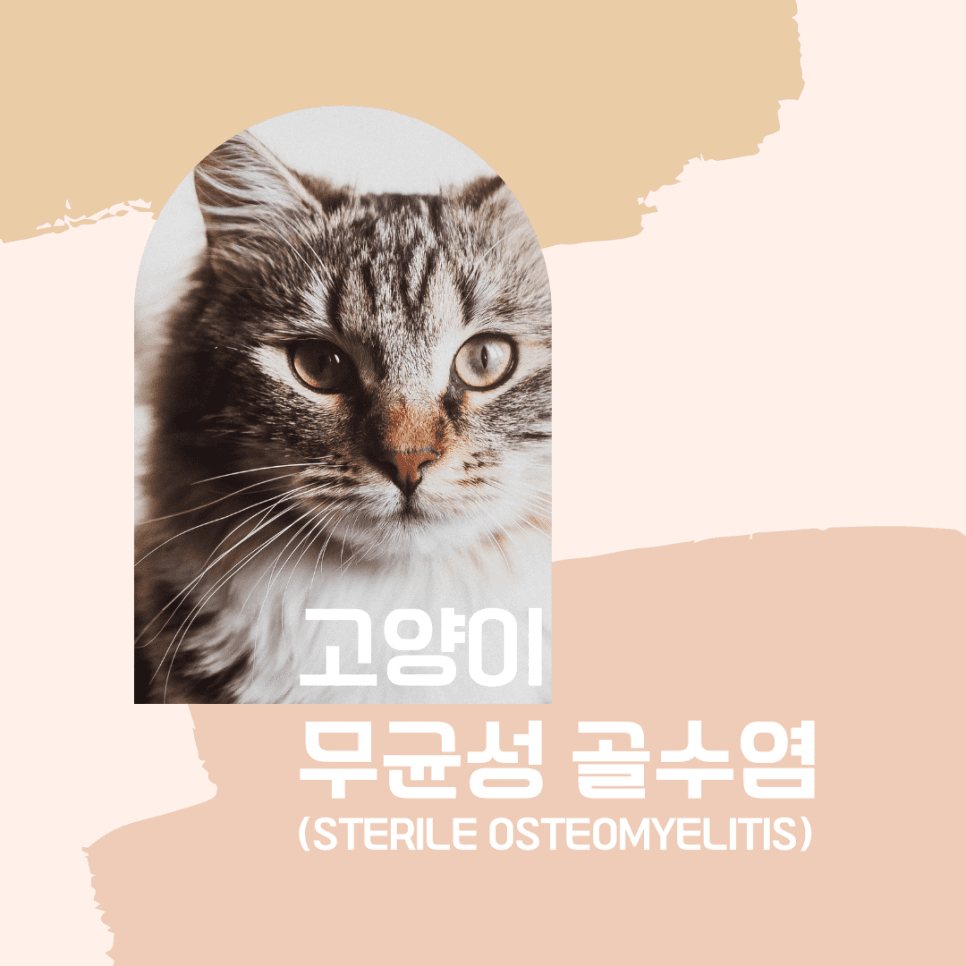 고양이 무균성 골수염