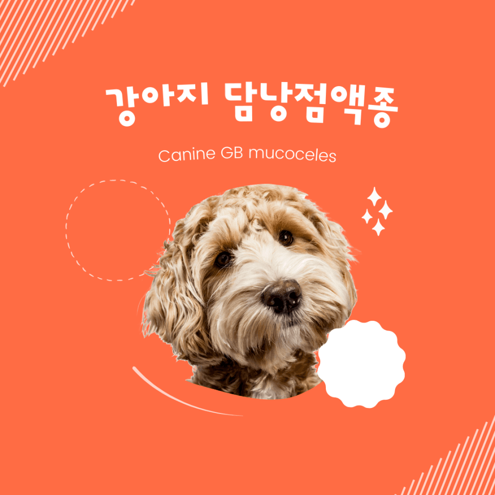 강아지 담낭점액종