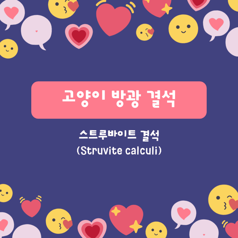 고양이 방광 결석 (스트루바이트 결석)