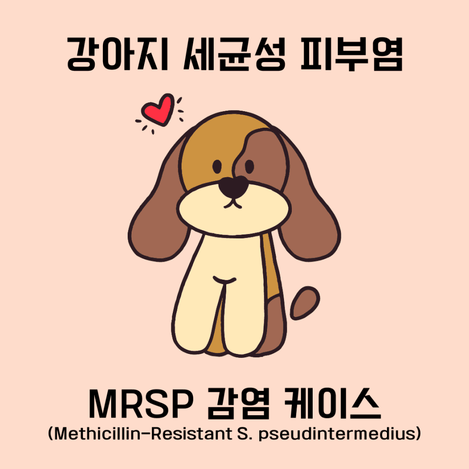 강아지 세균성 피부염(MRSP, 항생제 내성균)