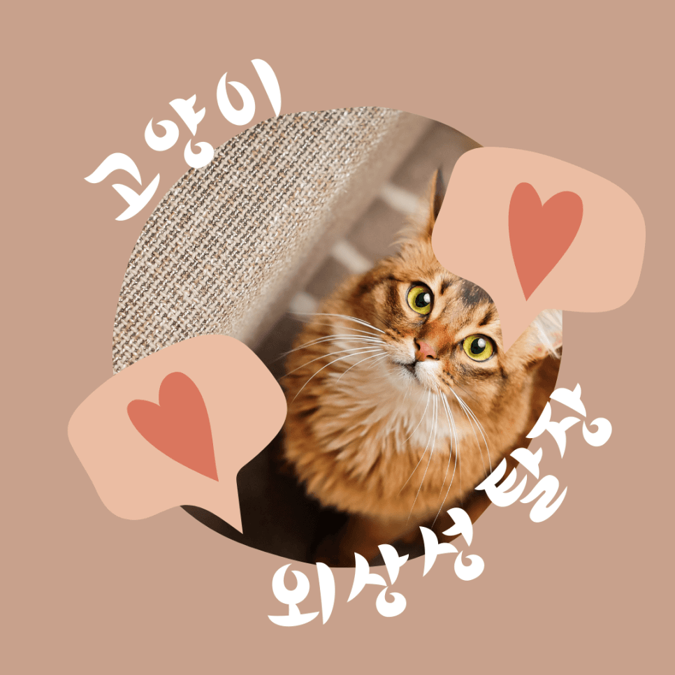 고양이 외상성 탈장