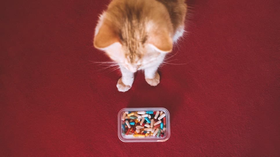 고양이 허피스 바이러스, L-lysine의 효과는?