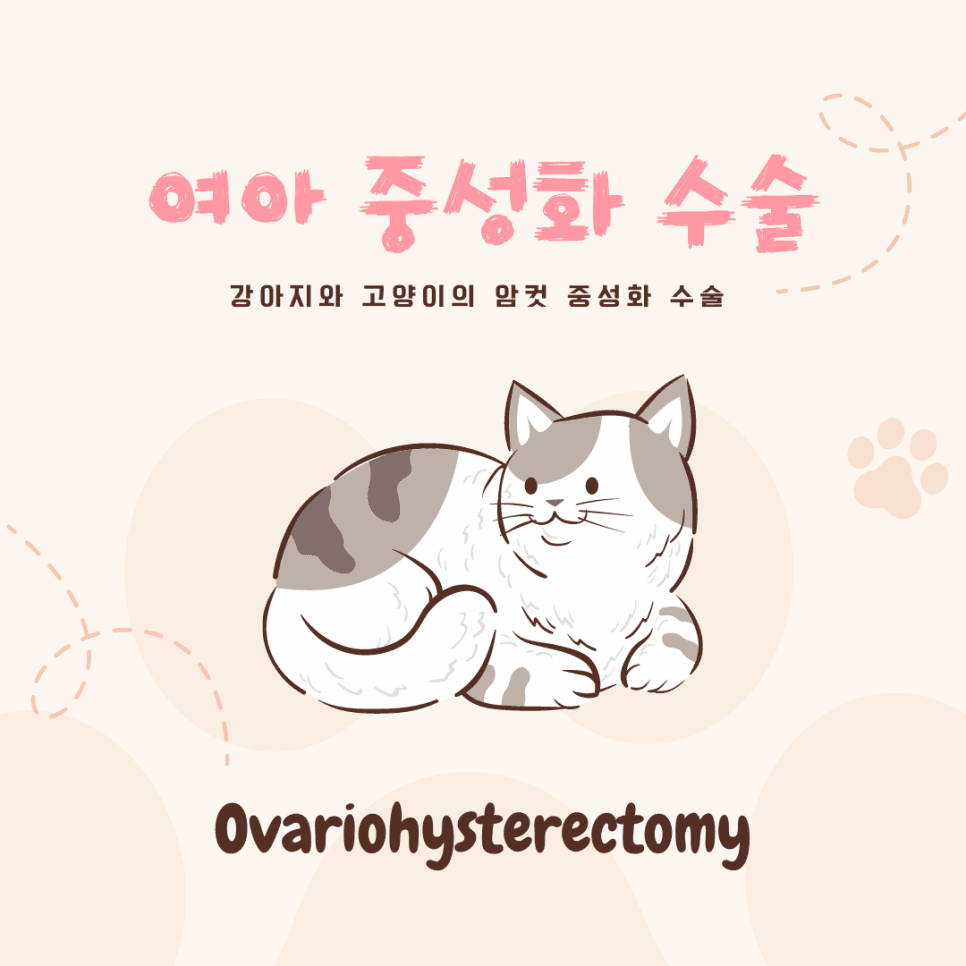 여아 중성화 수술(OHE)