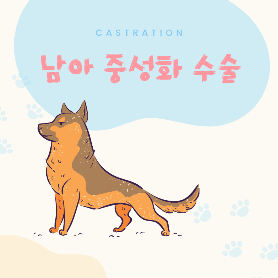 남아 중성화 수술(Castration)
