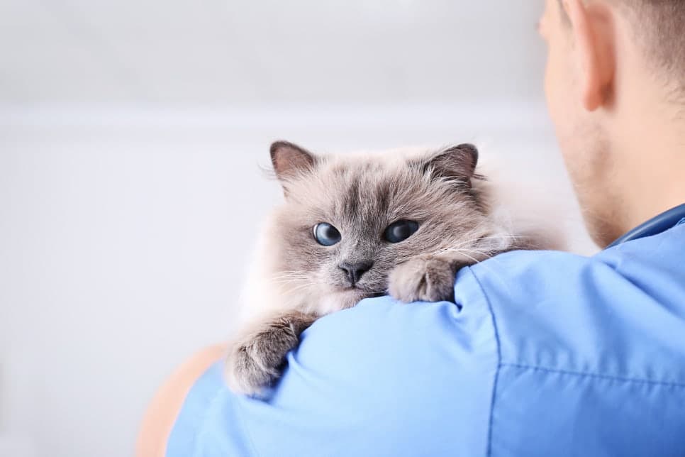 신부전 환자의 피하수액, 어떤 수액을 써야할까요?