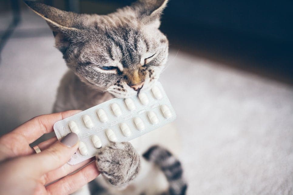 고양이 HCM(비대성 심근병증), 아테놀롤은 언제 먹나요?