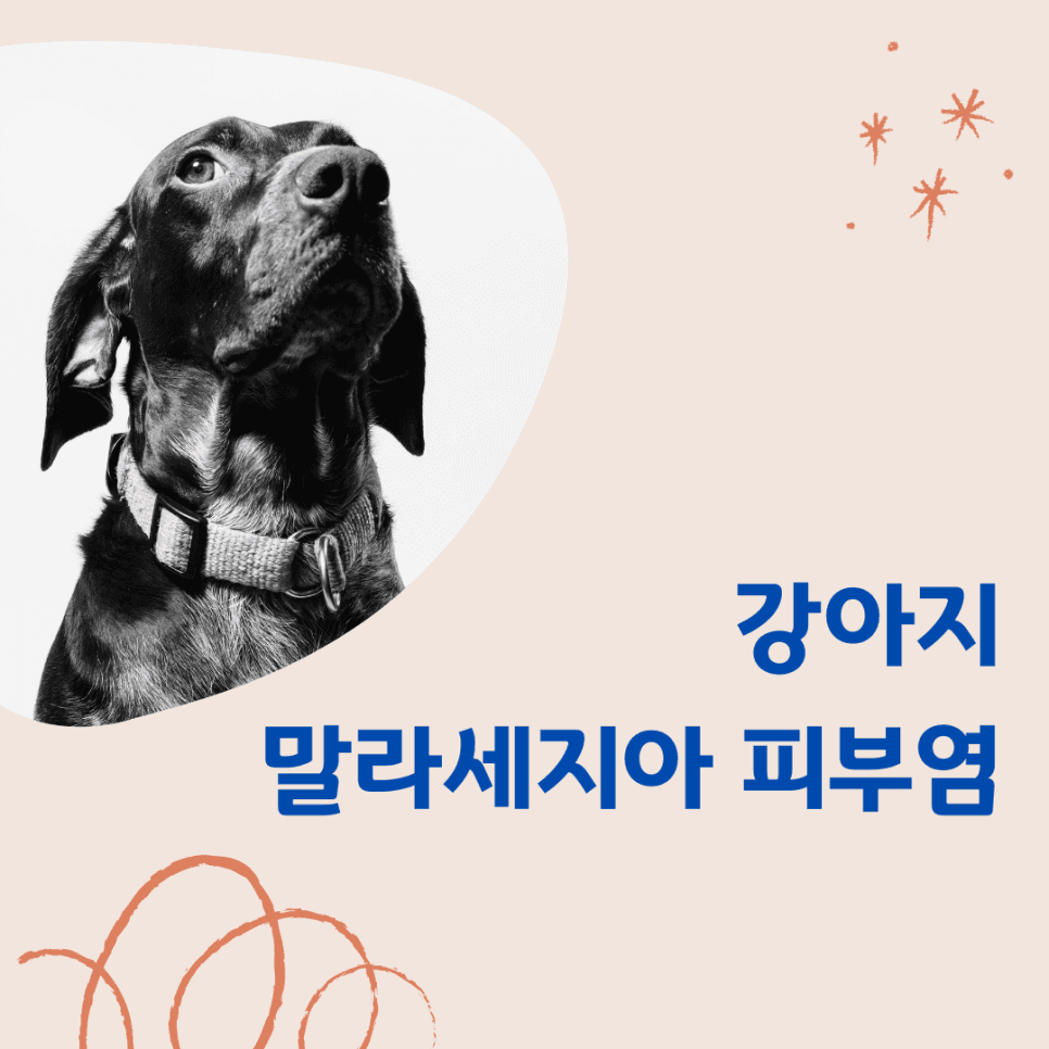 강아지 말라세지아 피부염