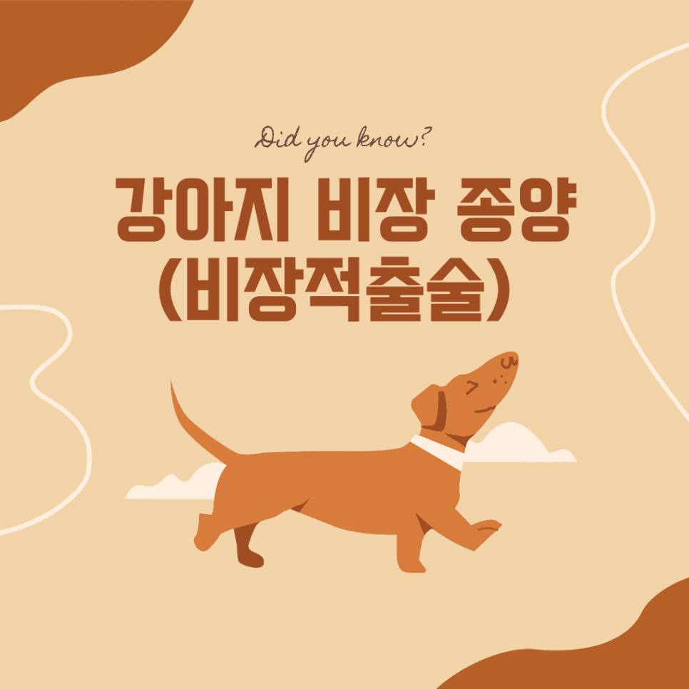 강아지 비장 종양(비장적출술)