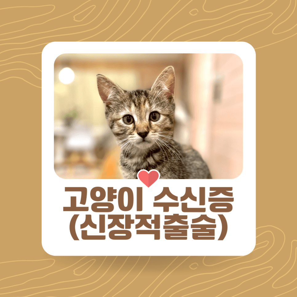 고양이 수신증(신장적출술)