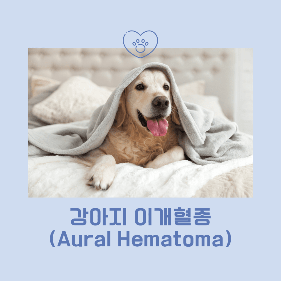 강아지 이개혈종