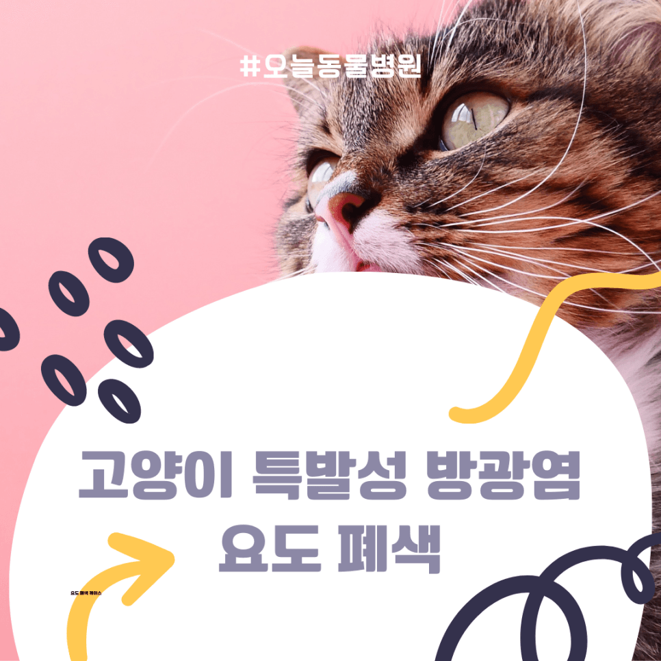 고양이 특발성 방광염: 요도 폐색