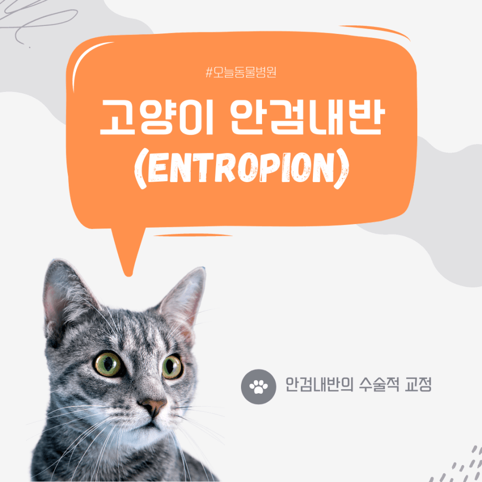 고양이 안검내반