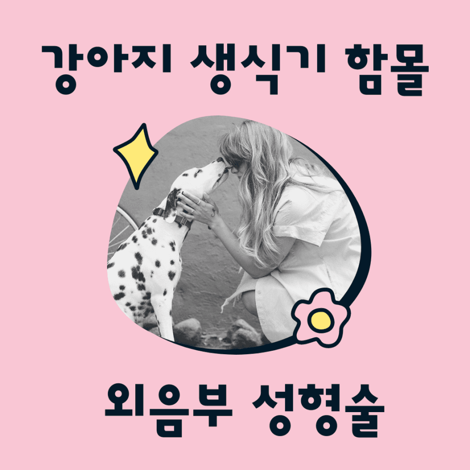 강아지 생식기 함몰: 외음부 성형술