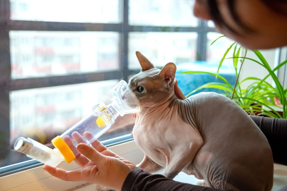 호흡기 흡입치료제, 어디까지 알고 있으신가요?