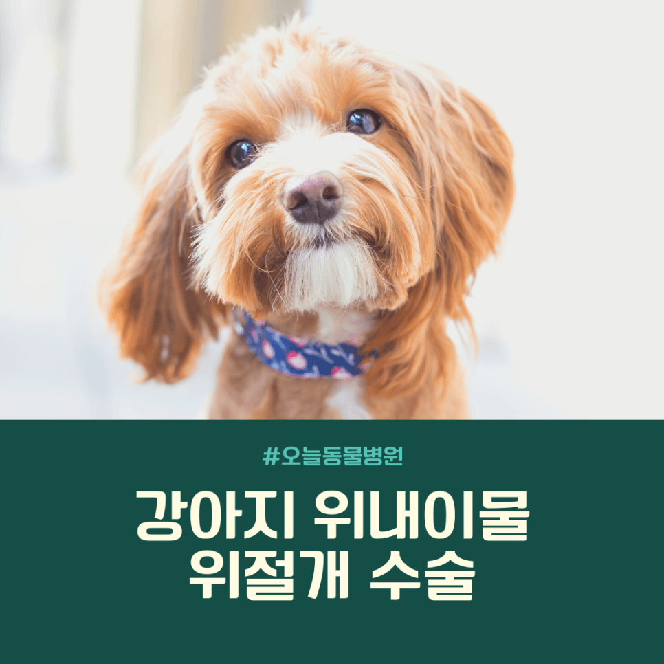 강아지 위내이물: 위절개 수술