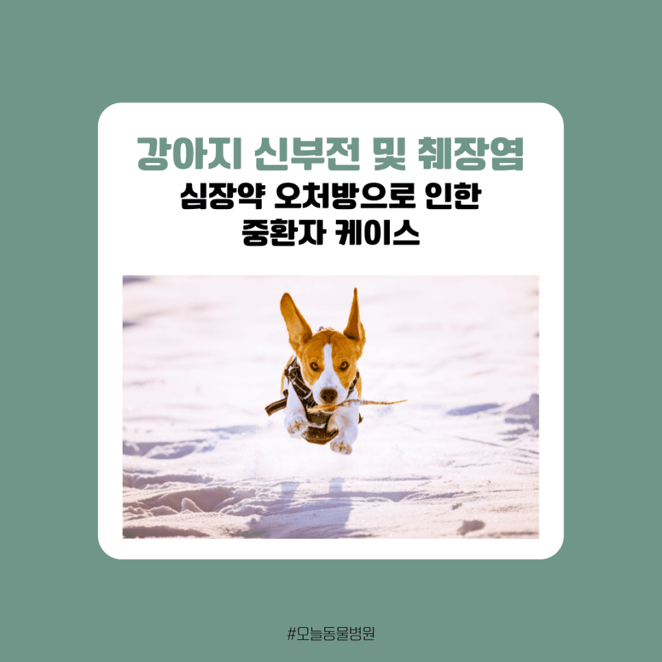 강아지 신부전 및 췌장염: 심장약 오처방으로 인한 중환자 케이스