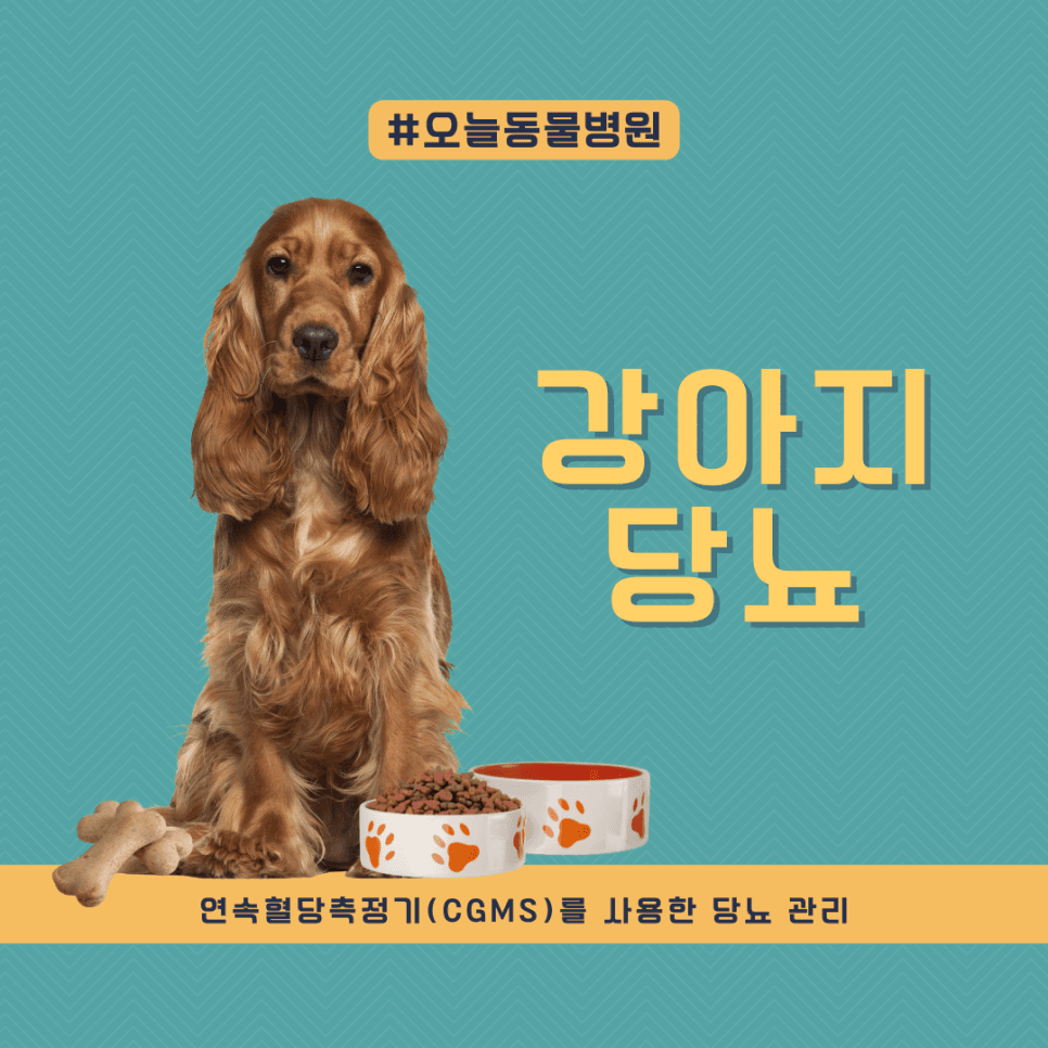 강아지 당뇨