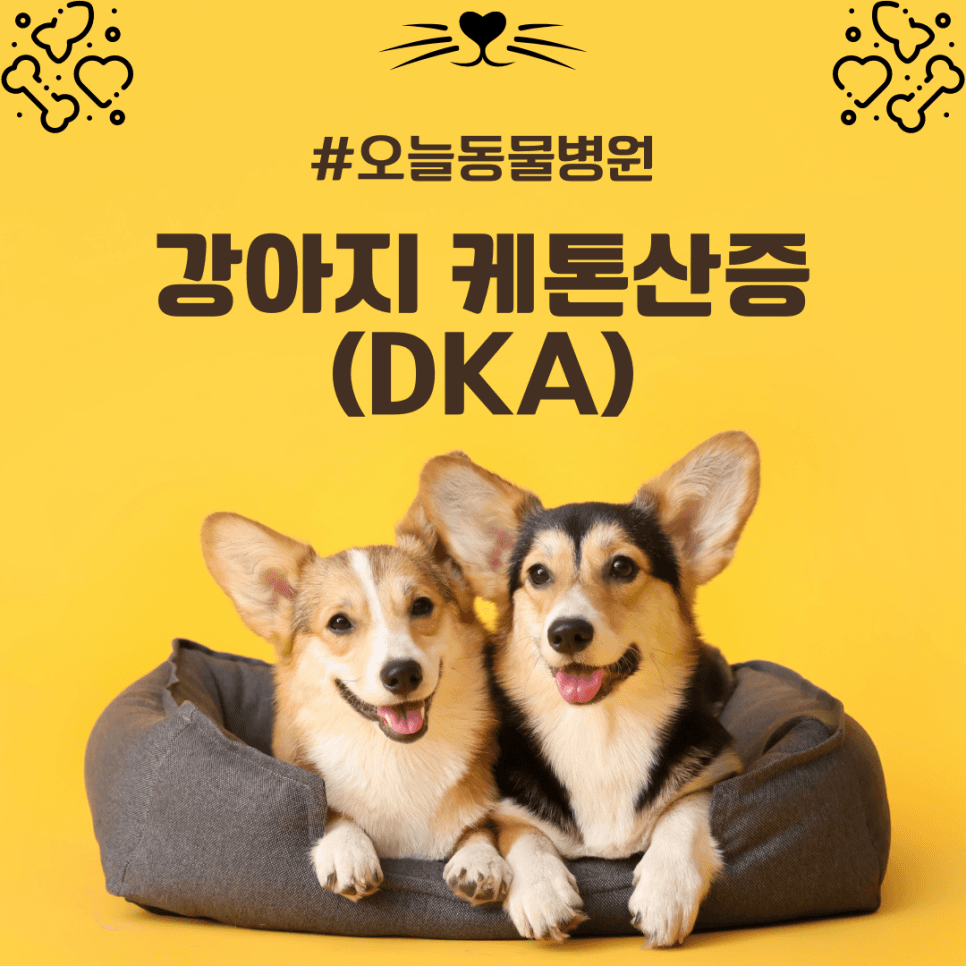 강아지 케톤산증(DKA)