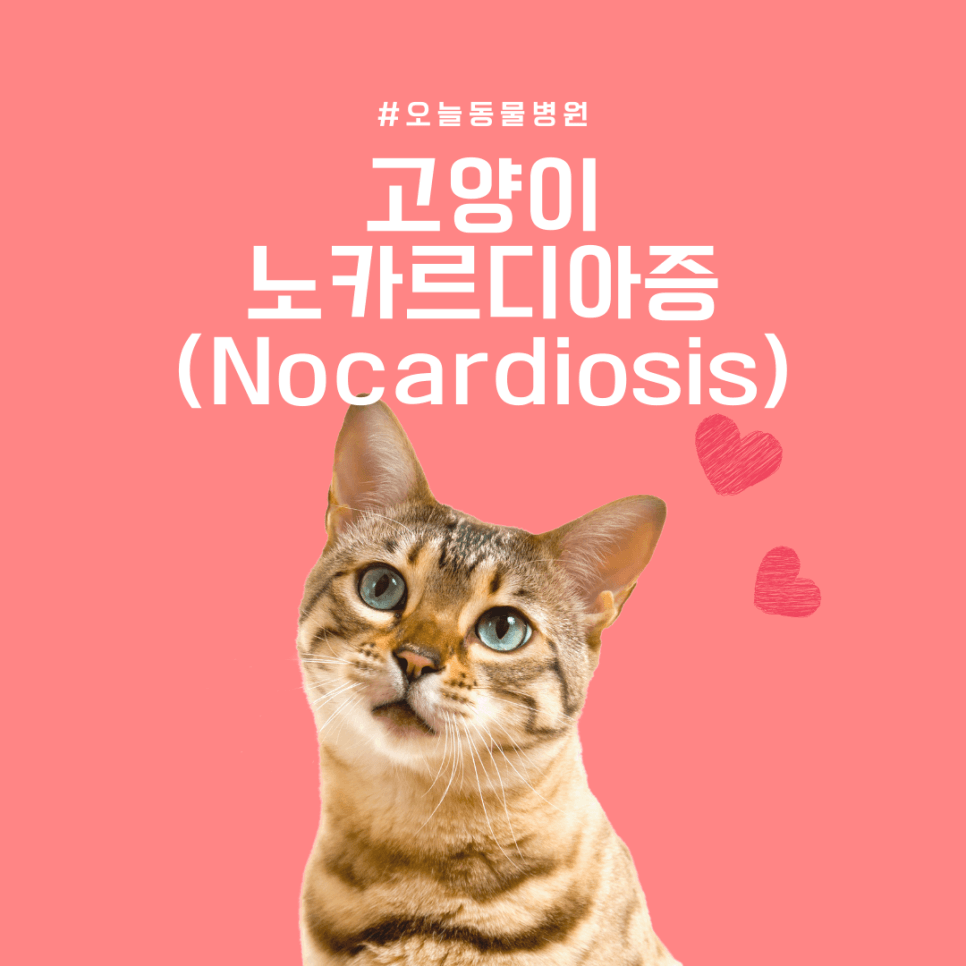 고양이 노카르디아증
