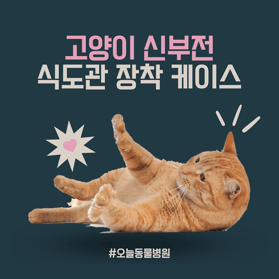고양이 신부전: 식도관 장착 케이스