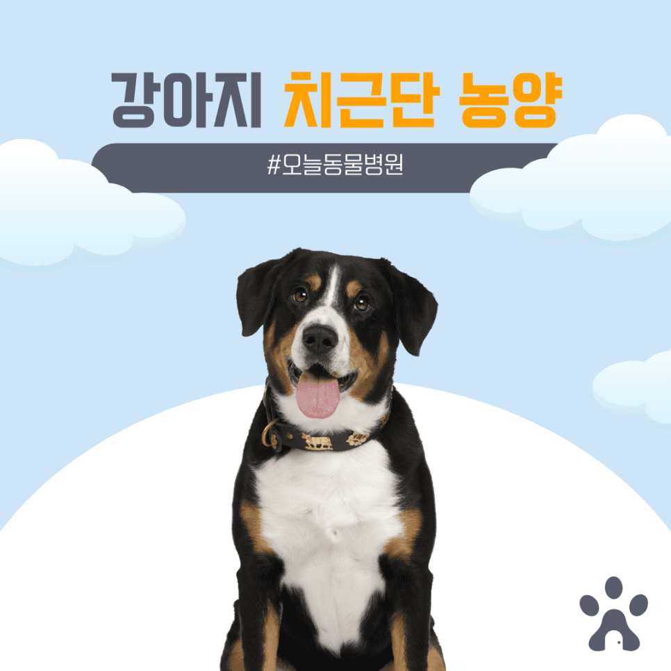 강아지 치근단 농양