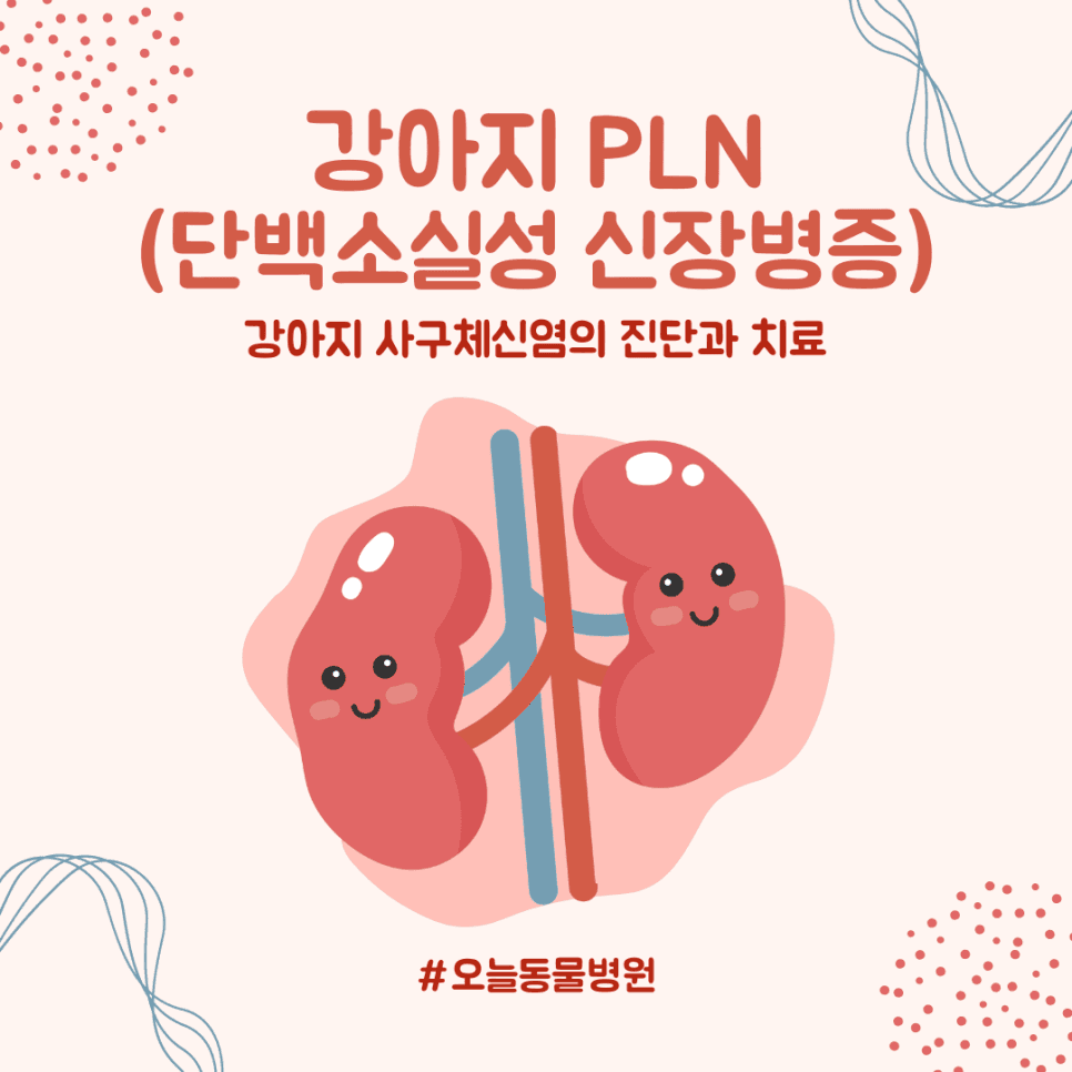 강아지 PLN(단백소실성 신장병증)