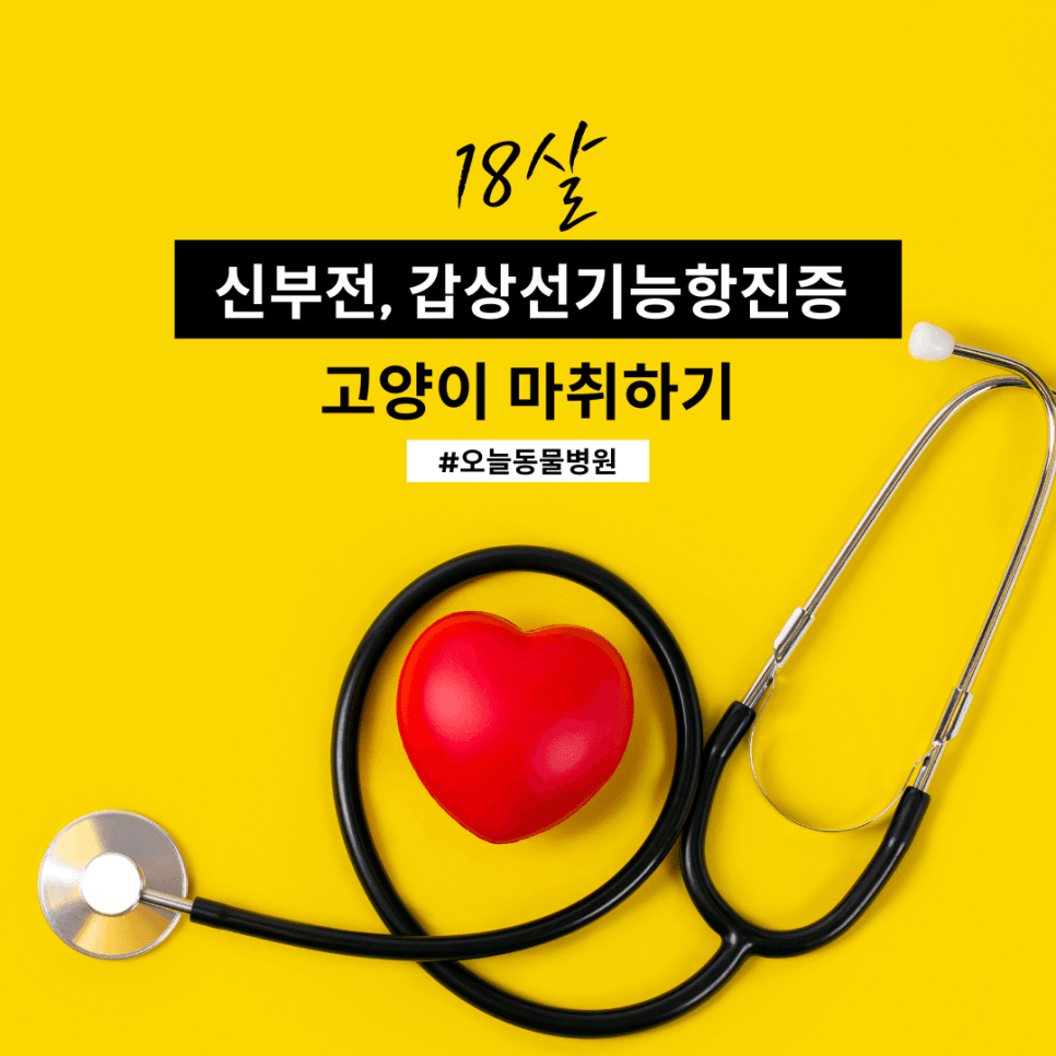 18살, 신부전, 갑상선기능항진증 고양이 마취하기