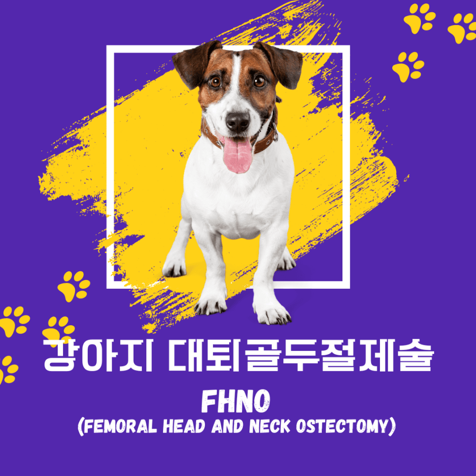 강아지 대퇴골두절제술(FHNO)
