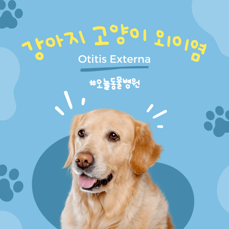 강아지 고양이 외이염