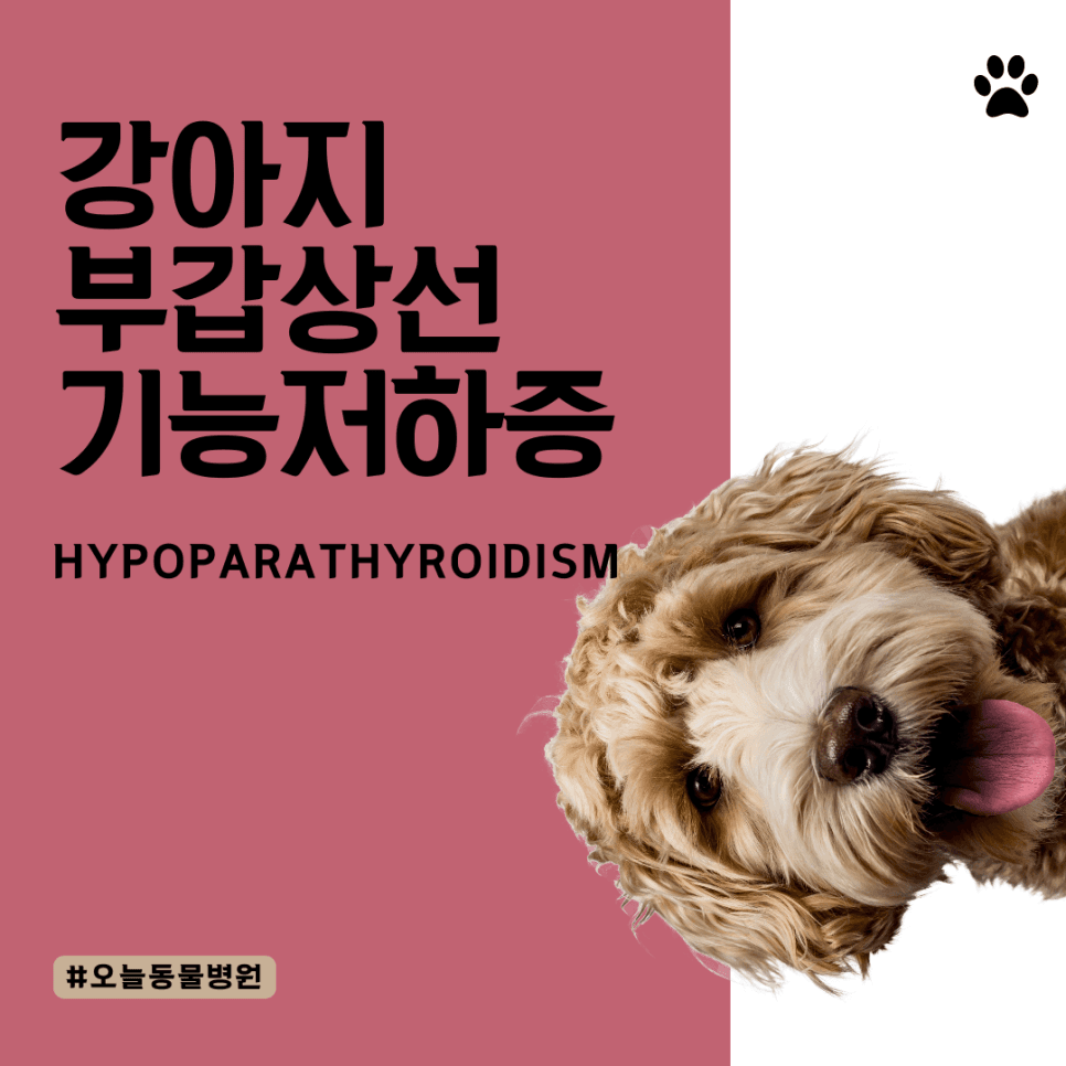 강아지 부갑상선기능저하증