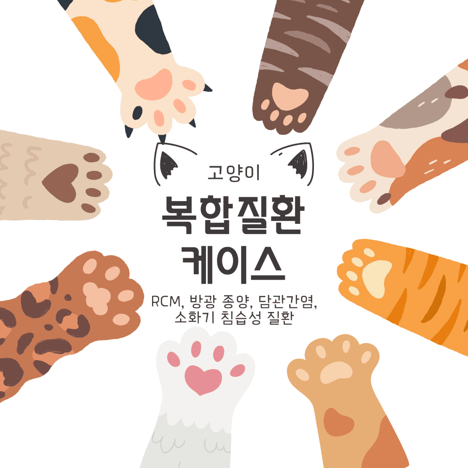 고양이 복합질환 케이스: RCM, 방광종양, 담관간염, 소화기 침습성 질환