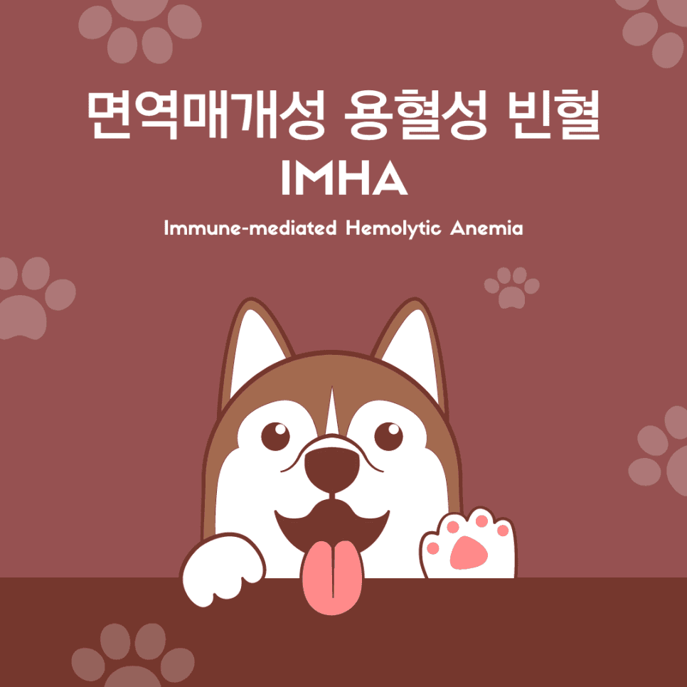면역매개성 용혈성 빈혈(IMHA)