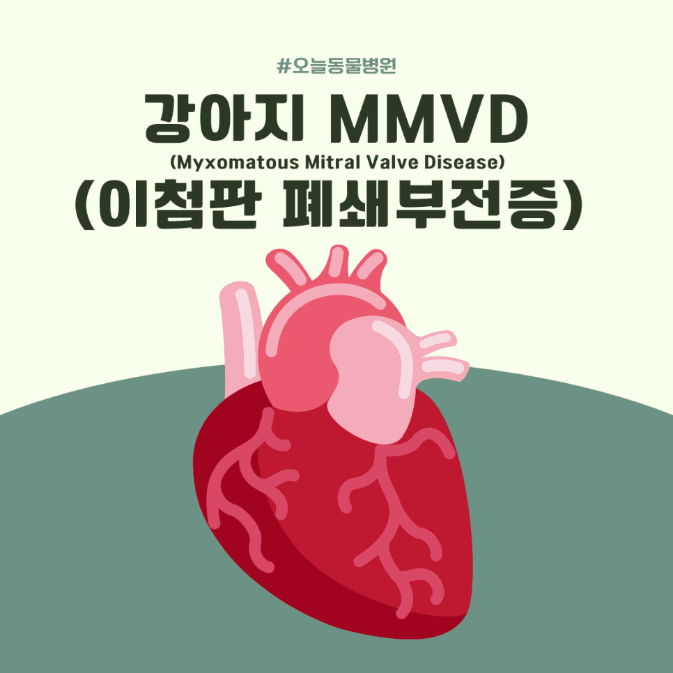 강아지 심장병, MMVD(이첨판 폐쇄부전증)