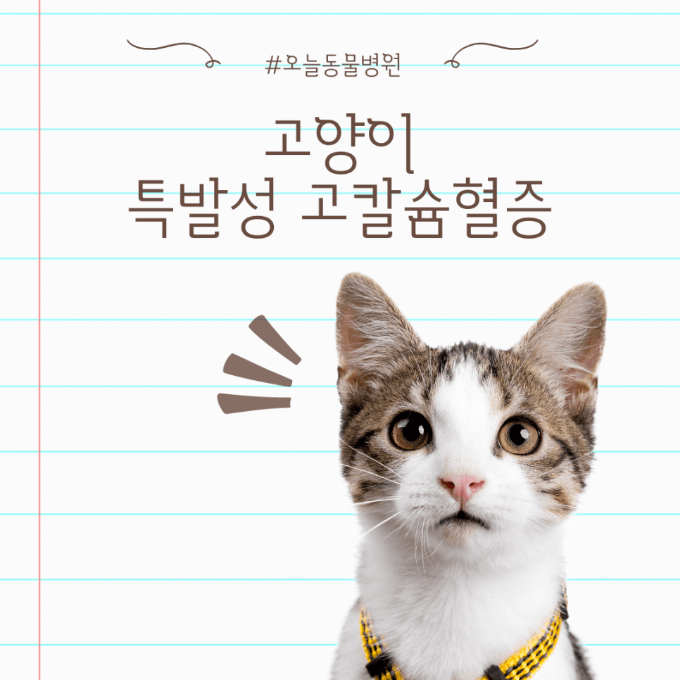 고양이 특발성 고칼슘혈증