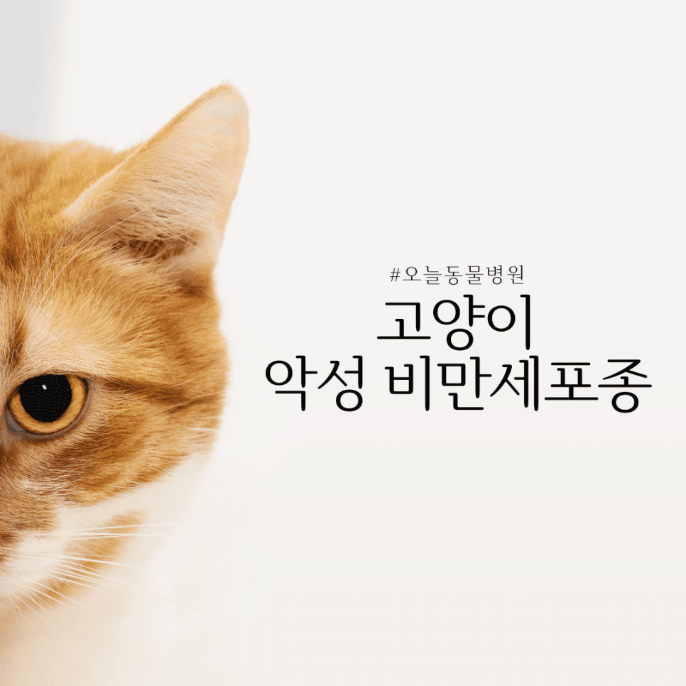 고양이 악성 피부 비만세포종
