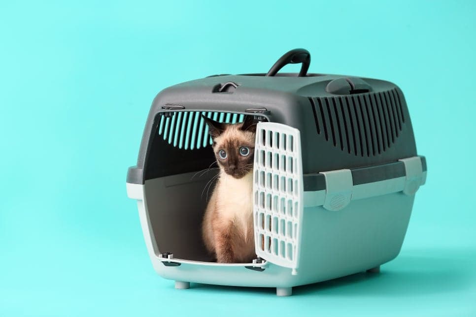 고양이 이동장, 고양이를 위한 제품을 선택하세요