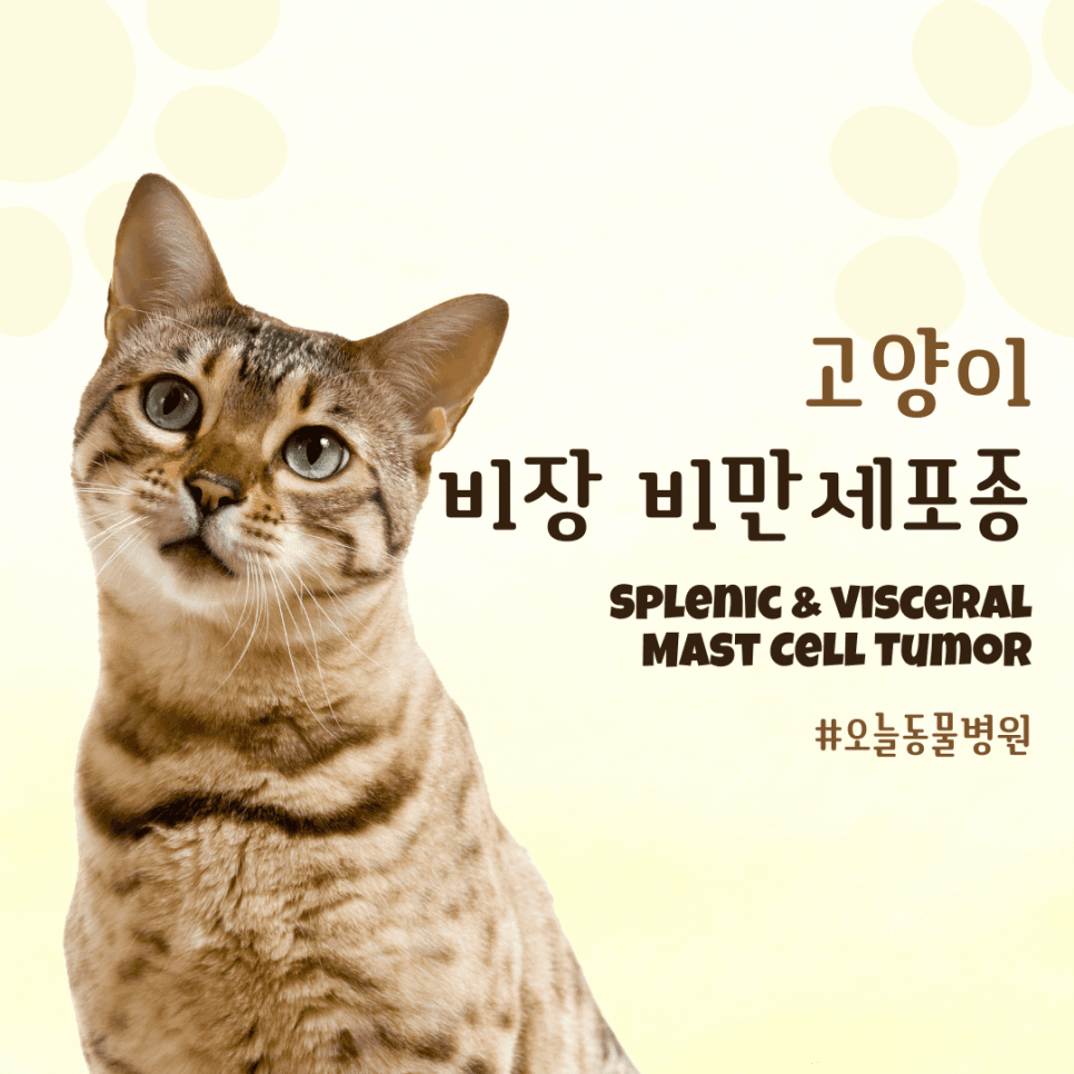 고양이 비장 비만세포종