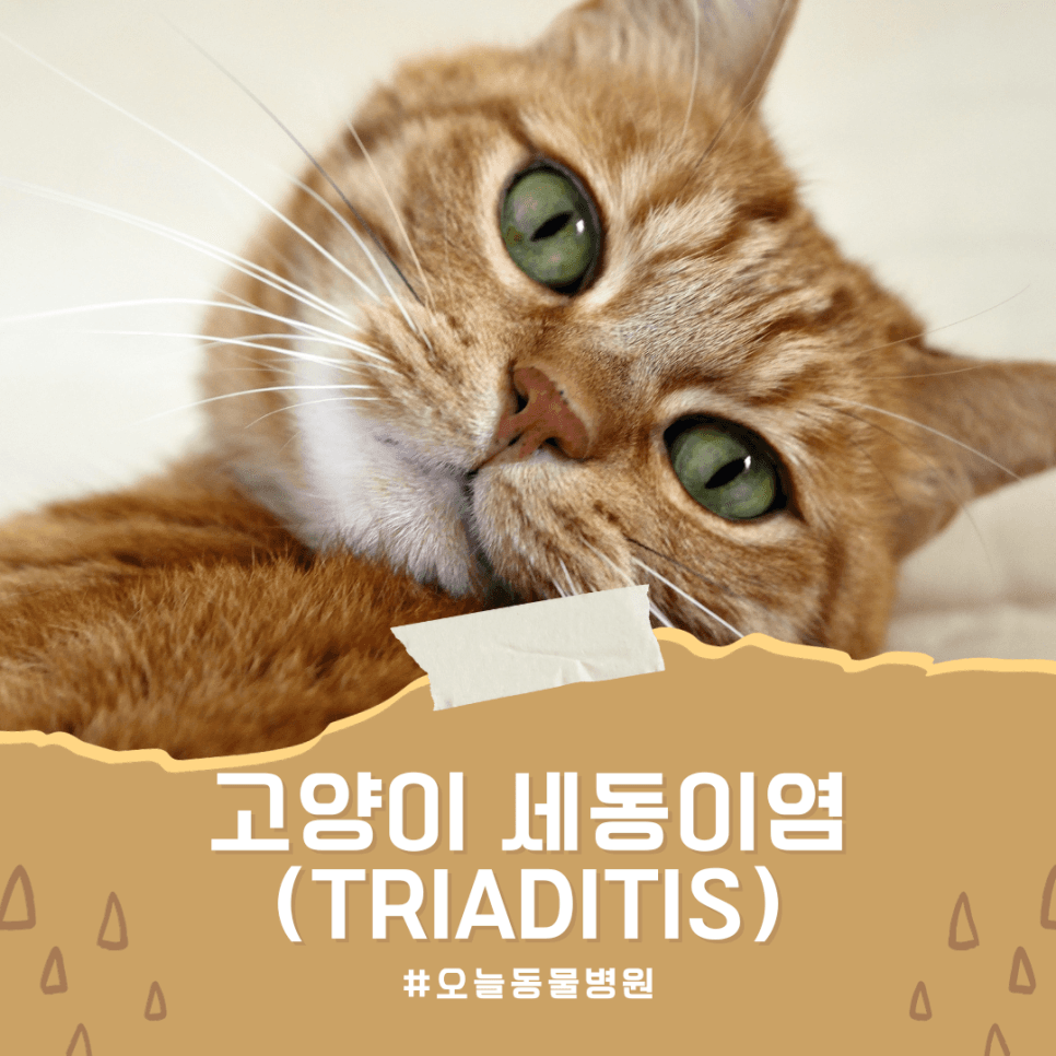 고양이 세동이염(Triaditis)